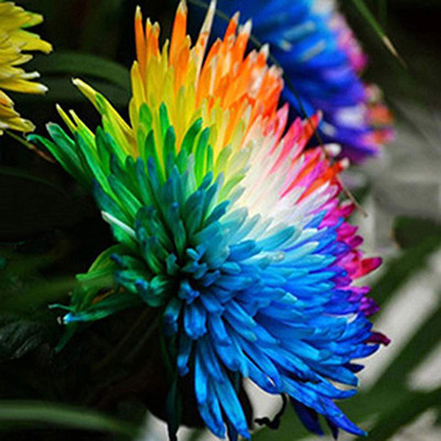 WILLVINE HUA-256 Rainbow Chrysanthemum Seeds Eye-catching Drought-Resistant Seed(25 per packet)