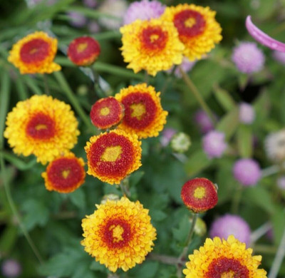 Vista Chrysanthemum Flower Seed(20 per packet)