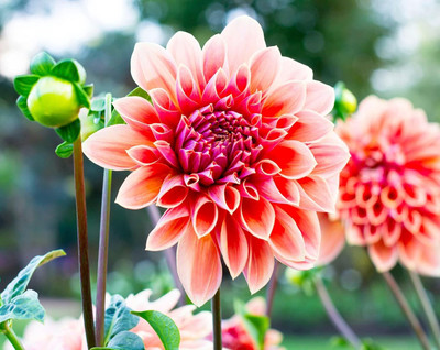 DIVINE ®EF- Mixed Color and Hybrid Flower Seeds -0A536 Seed(35 per packet)