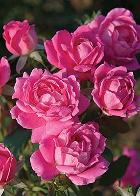 WILLVINE PUAS-421 Pink Double Knock Out Rose Seeds Seed(50 per packet)