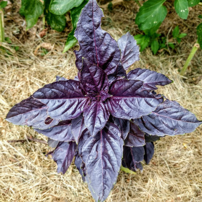 ONUS Basil Dark Purple Opal Seed(100 per packet)