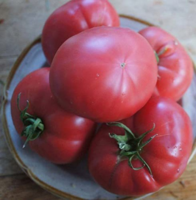 CYBEXIS Good Germination Tsunami Tomato Seeds2000 Seeds Seed(2000 per packet)