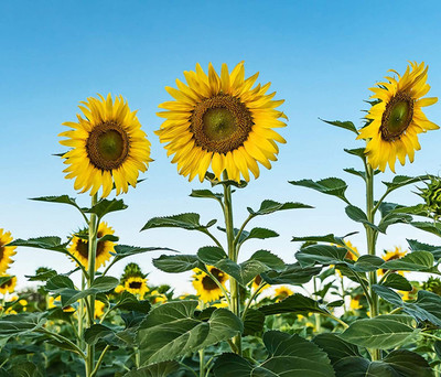 KANAYA Sunflower Flower Seeds For Home Gardening Seed(40 per packet)