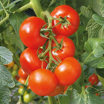 CYBEXIS Arka Vishal Tomato Variety2000 Seeds Seed(2000 per packet)