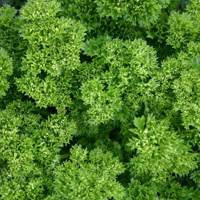 Quentova Parsley - curly, intense green-VS-4W Seed(150 per packet)