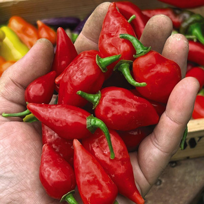 KNESSiN Organic Raging Bull Hot Chilli Seeds For Planting-(1200 Seeds) Seed(1200 per packet)