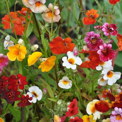 Lorvox Nemesia Red And White Flower Seed(20 per packet)