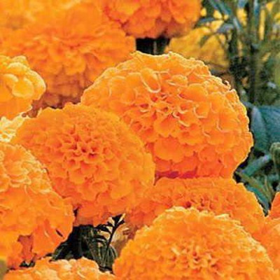 CYBEXIS PUAS-60 - Whopper Orange Marigold - (750 Seeds) Seed(750 per packet)