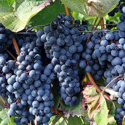 TRICONE Grapes Seed(100 per packet)