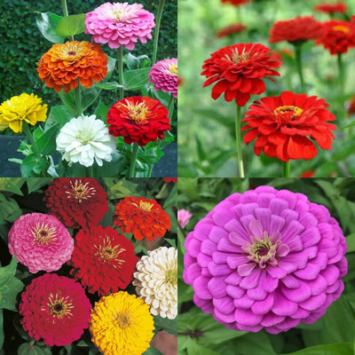ibains zinnia plant seeds 20 Seed(20 per packet)