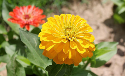 CYBEXIS Hybrid Zinnia Yellow Flower Seeds Seed(25 per packet)