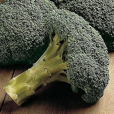 Qualtivate HUA-9A Packman Hybrid F1 Broccoli Seeds Seed(300 per packet)
