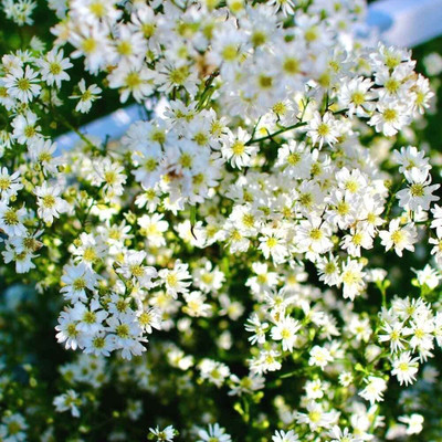 Aywal Gypsophila Good Germination Mixed Color Flower Seed(70 per packet)