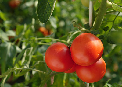 Nema tomato Seed(90 per packet)