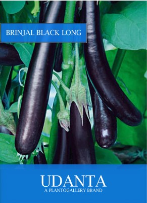 Udanta Brinjal Black Long Vegetable Seeds For Kitchen Garden Avg 30-40 Seeds Pkts Seed(1 per packet)