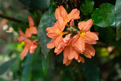 MORENK kanakambaram-firecracker-crossandra Seed(100 per packet)