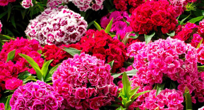XOLDA Exotic sweet william Seed(10 per packet)
