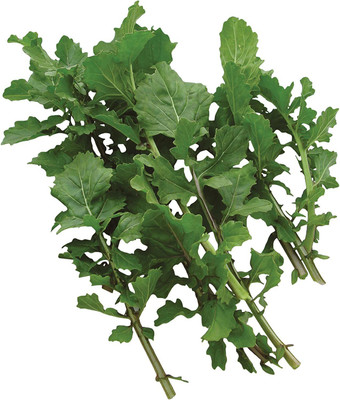 VibeX LX-98 - Arugula for Planting - (2250 Seeds) Seed(2250 per packet)
