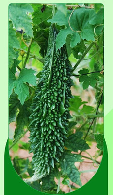 Qualtivate DXL-2AT Bitter Gourd (Karela) Seeds Seed(50 per packet)