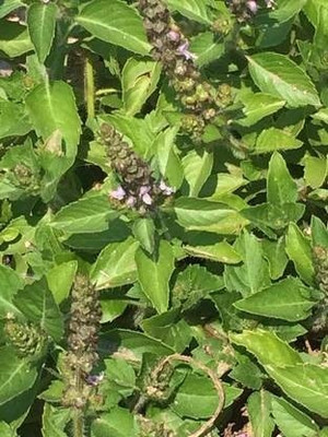 ANDARISTORE Tulsi Seed(50 per packet)
