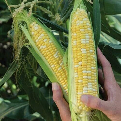 Qualtivate GBPT-2A Sweet Corn Non-GMO Seed(400 per packet)