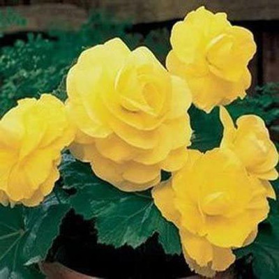 CYBEXIS NDIR-85 - Yellow Begonia - (90 Seeds) Seed(90 per packet)
