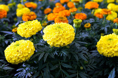 Bahan Traders marigold/gende ka phool flower seeds Seed(75 per packet)
