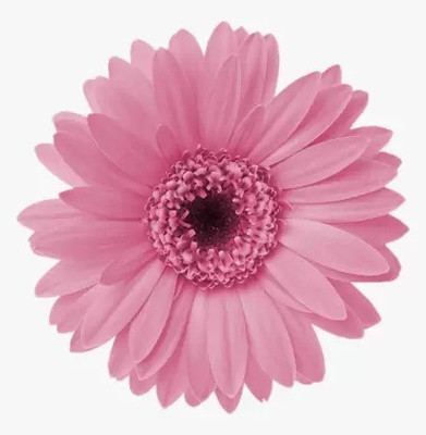 Aro Swan River Daisy Seed(15 per packet)