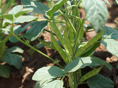 Oliver CLUSTER BEANS SEEDS Seed(31 per packet)