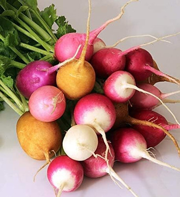 Qualtivate RES-7A Radish Rainbow Mix Heirloom Seeds Seed(300 per packet)