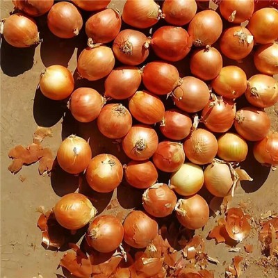 WATIKA Golden Organic Onion Seed(1500 per packet)