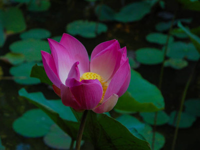 LKM lotus,kamal seeds Seed(12 per packet)