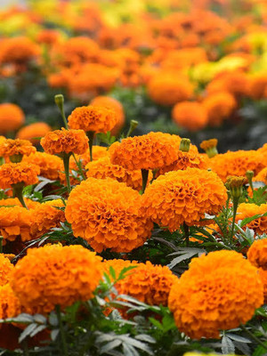 Greenfall Marigold Mix Seeds - Brighten Your Garden (150 Seeds) Seed(200 per packet)