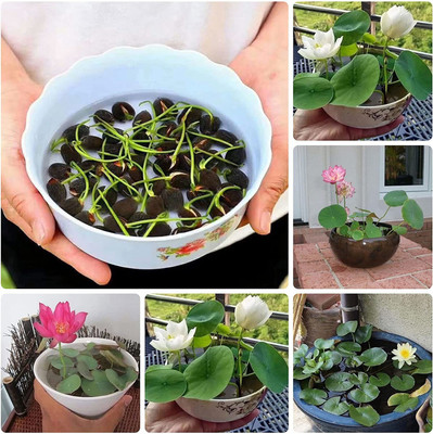 VibeX VVI-4 - Mixed Lotus /Water Lily - (270 Seeds) Seed(270 per packet)
