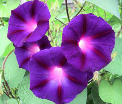 CEYA Ipomoea Purpurea - Grandpa Otts Seed(40 per packet)