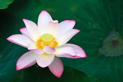 SS ONLINE lotus,kamal gatta Seed(14 per packet)