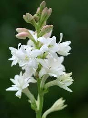 BDSresolve Tuberose flower seeds pack of 6 Seed(6 per packet)