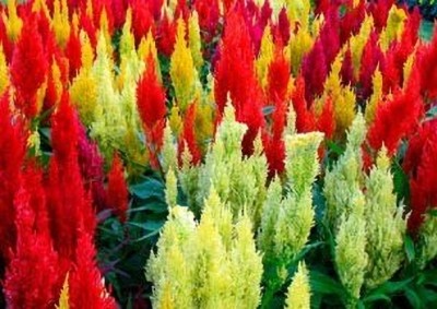Aywal Celosia Pulmosa Mixed Flower Seeds Seed(40 per packet)