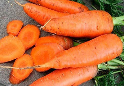 CYBEXIS XLL-18 - Carrot Chantenay Royal Red - (2250 Seeds) Seed(2250 per packet)