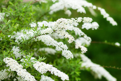 MAA gypsophila flower Seed(100 per packet)