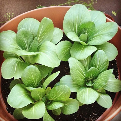 WILLVINE PUSA -VIII Pak Choi Seeds for Planting [2.5g] Seed(750 per packet)