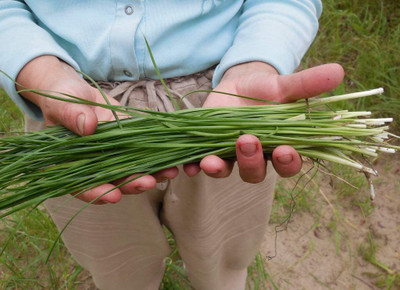 CYBEXIS LX-81 - Chinese Chives Vegetable - (2250 Seeds) Seed(2250 per packet)