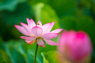 Lorvox lotus,kamal gatta Seed(10 per packet)