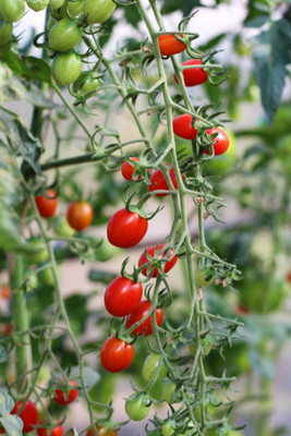 Onecare tomato Seed(80 per packet)