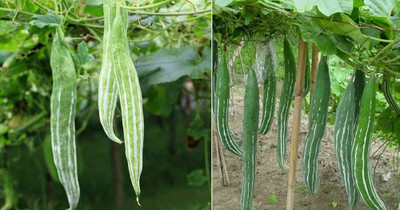 AMAJIT Hybrid Snake gourd/Chichinga/Pudalangai/Chillatai seeds for Home gardening(28) Seed(28 per packet)