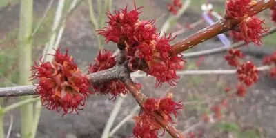 Aro Maple Seed(17 per packet)