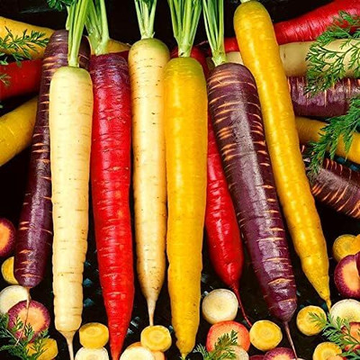 Qualtivate GBPT-9A Carrot Mix of 6 Colorful Varieties Seed(300 per packet)