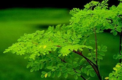 Qualtivate HYB-7A Organic Moringa Premium Quality Seed(50 per packet)