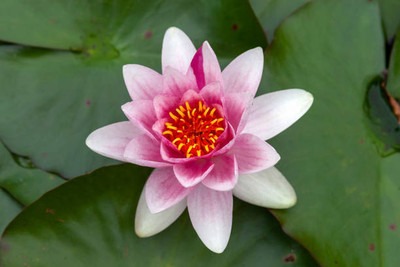 gorgeous moement lotus,kamal gatta Seed(15 per packet)