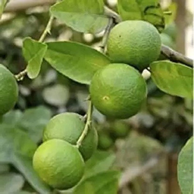 MAA Lemon, Nimbu Seed(40 per packet)